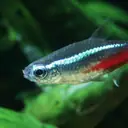 Neon Tetra — Akvaryum cinsi yavru ve yetişkin ilanları