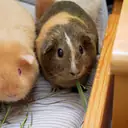 Guineapig — Diğer İlanlar cinsi yavru ve yetişkin ilanları