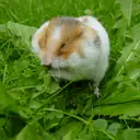 Hamster — Diğer İlanlar cinsi yavru ve yetişkin ilanları