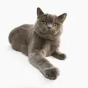 British Longhair — Kedi cinsi yavru ve yetişkin ilanları