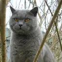 British Shorthair — Kedi cinsi yavru ve yetişkin ilanları