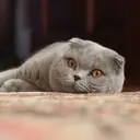 Scottish Fold — Kedi cinsi yavru ve yetişkin ilanları