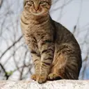 Tekir — Kedi cinsi yavru ve yetişkin ilanları