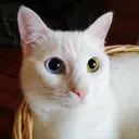 Van Kedisi — Kedi cinsi yavru ve yetişkin ilanları