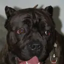 Cane Corso — Köpek cinsi yavru ve yetişkin ilanları