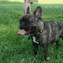 French Bulldog — Köpek cinsi yavru ve yetişkin ilanları