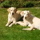 Golden Retriever — Köpek cinsi yavru ve yetişkin ilanları