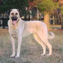 Kangal — Köpek cinsi yavru ve yetişkin ilanları