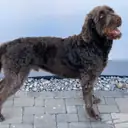 Labradoodle — Köpek cinsi yavru ve yetişkin ilanları