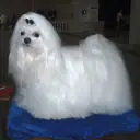 Maltese Terrier — Köpek cinsi yavru ve yetişkin ilanları