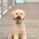 Maltipoo — Köpek cinsi yavru ve yetişkin ilanları