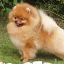 Pomeranian Boo — Köpek cinsi yavru ve yetişkin ilanları