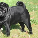 Pug — Köpek cinsi yavru ve yetişkin ilanları
