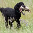 Toy Poodle — Köpek cinsi yavru ve yetişkin ilanları