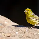 Kanarya — Kuş cinsi yavru ve yetişkin ilanları