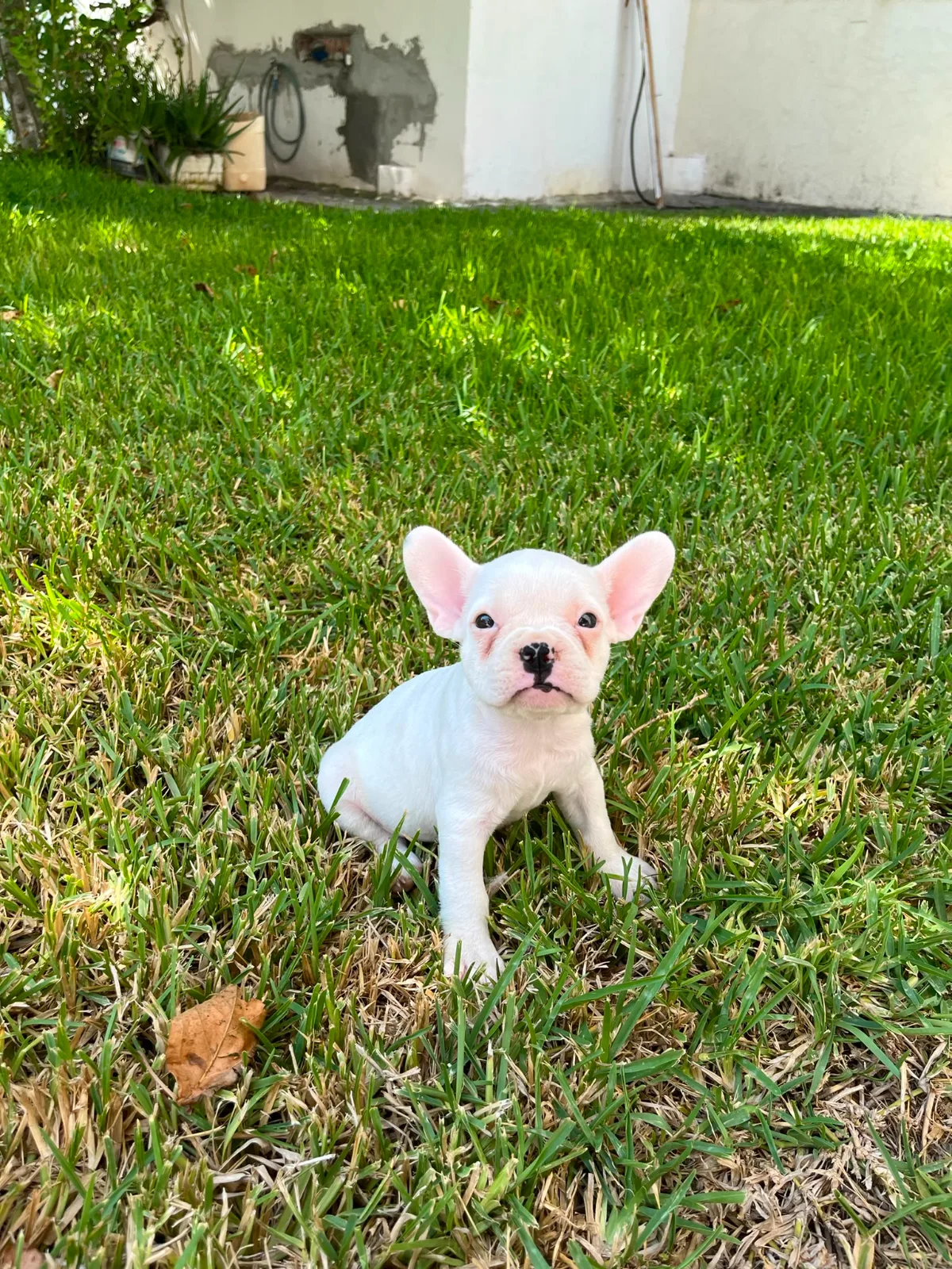 Kalite tesadüf değildir French Bulldog yavrularımız yeni yuvalarını arıyor — fotoğraf 1
