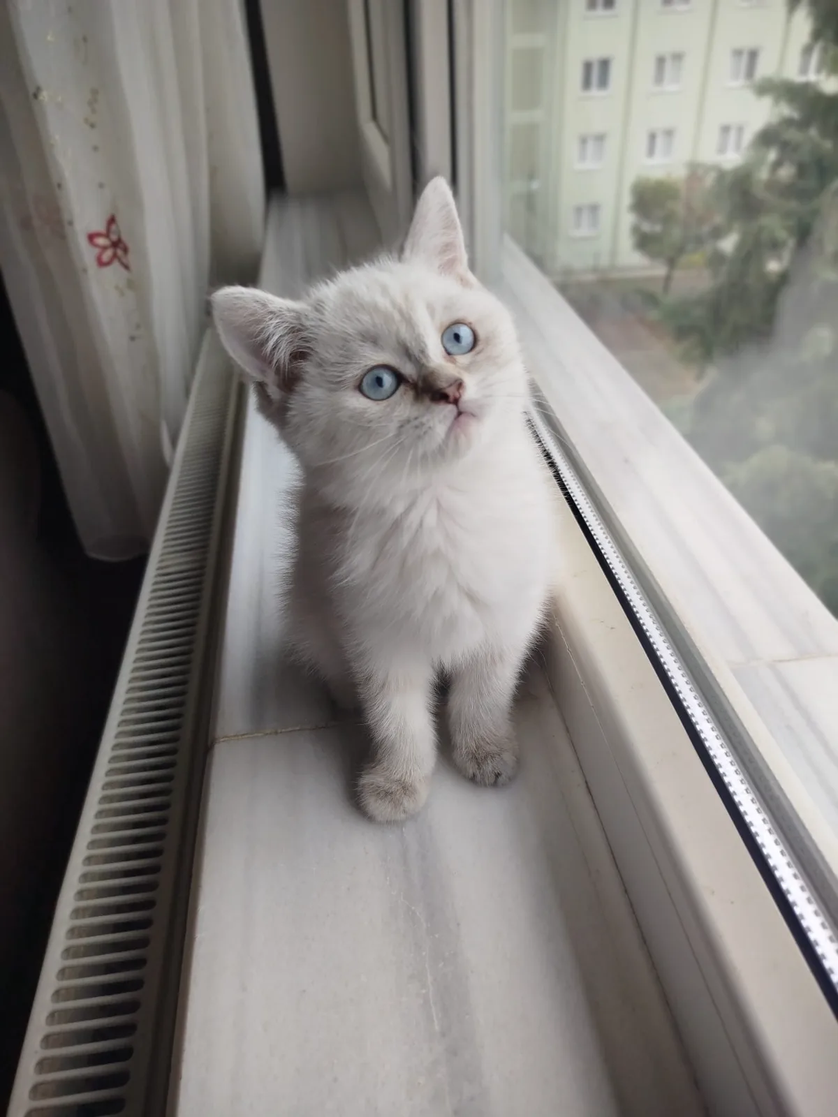 Shorthair blue yavrumuz — fotoğraf 1
