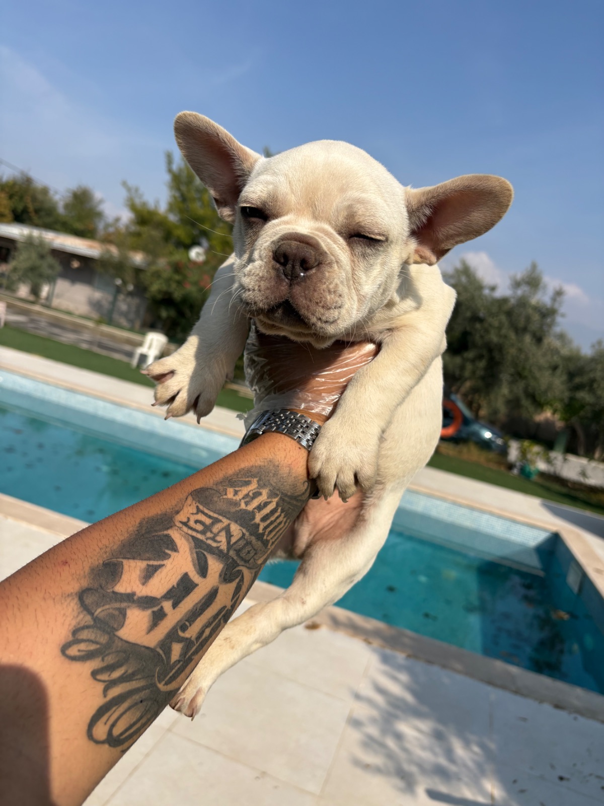 Özel Görünümlü French Bulldog Yavruları — fotoğraf 1