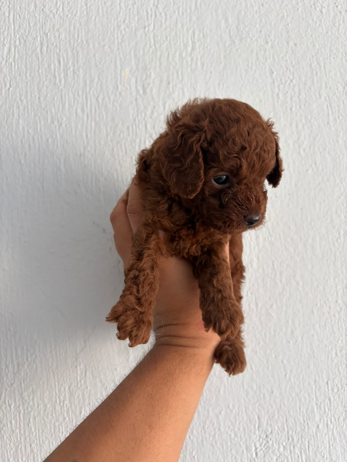Dark Brown Toy Poodle Yavruları Sahiplerini bekliyor — fotoğraf 1