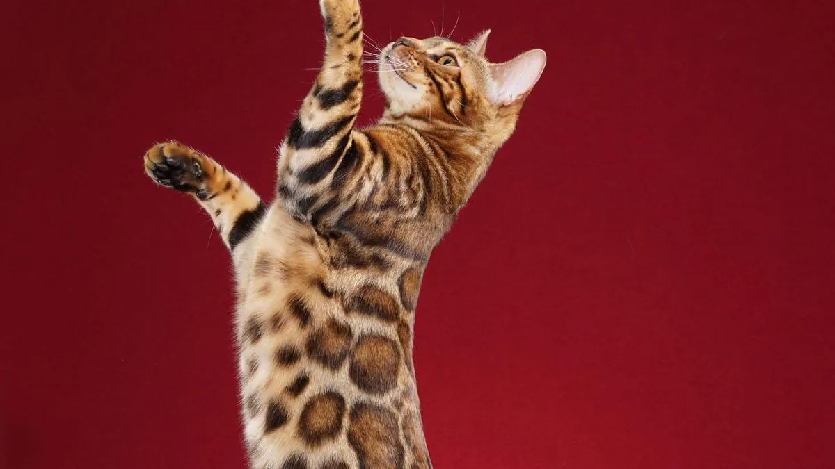 Kedi ödülleri ve ara öğün: neyi, ne kadar?