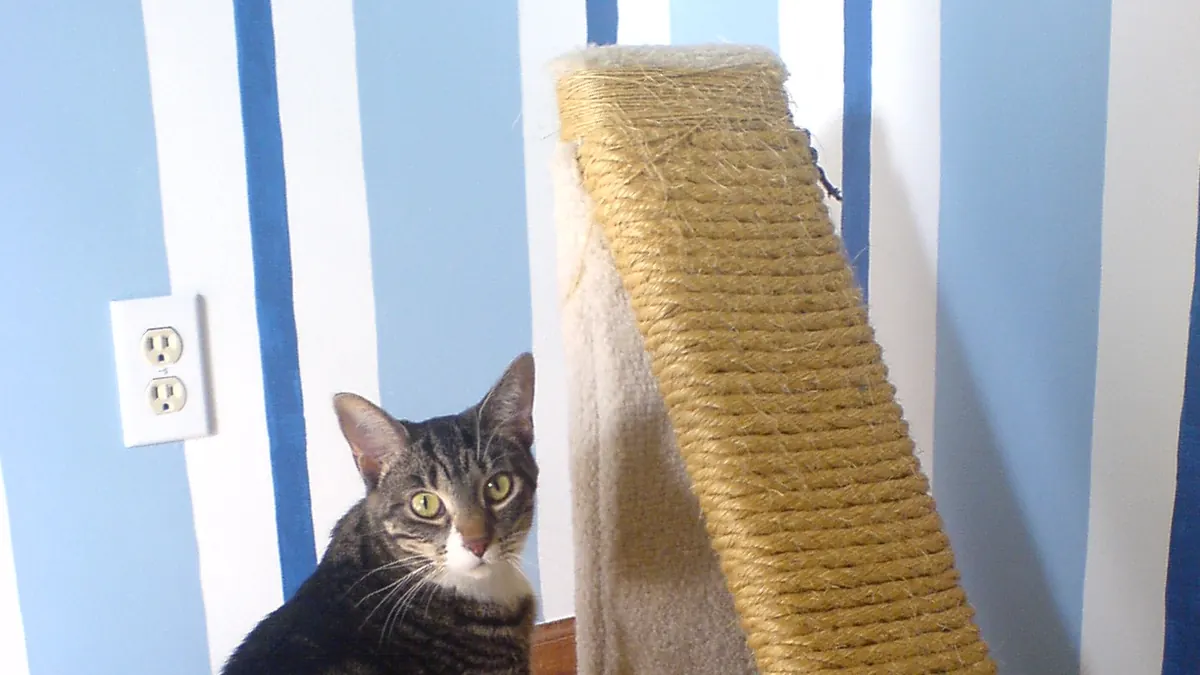 Kedi tırmalama sorunu nasıl çözülür?