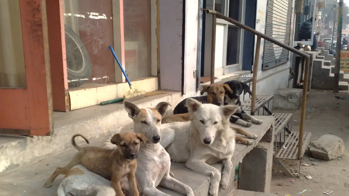 Köpek kaybolduğunda ne yapılmalı?