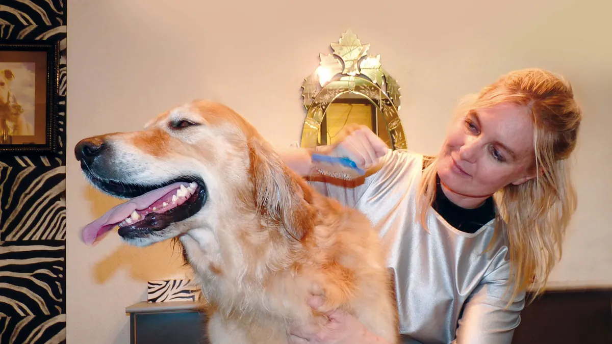 Köpek kuaförü: ne sıklıkla, ne yapılır?