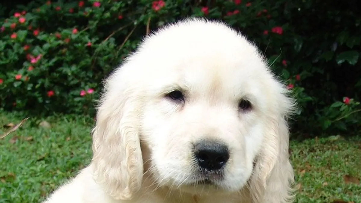 Köpek tuvalet eğitimi nasıl verilir?