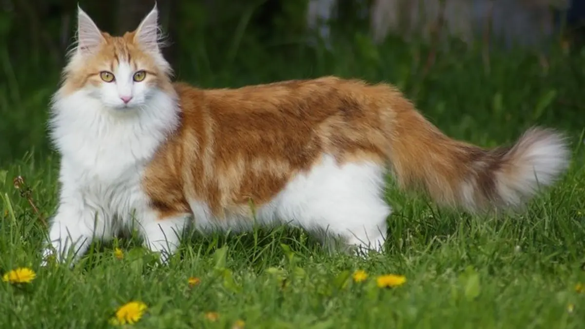 Yaşlı kedi bakımı: neye dikkat etmeli?